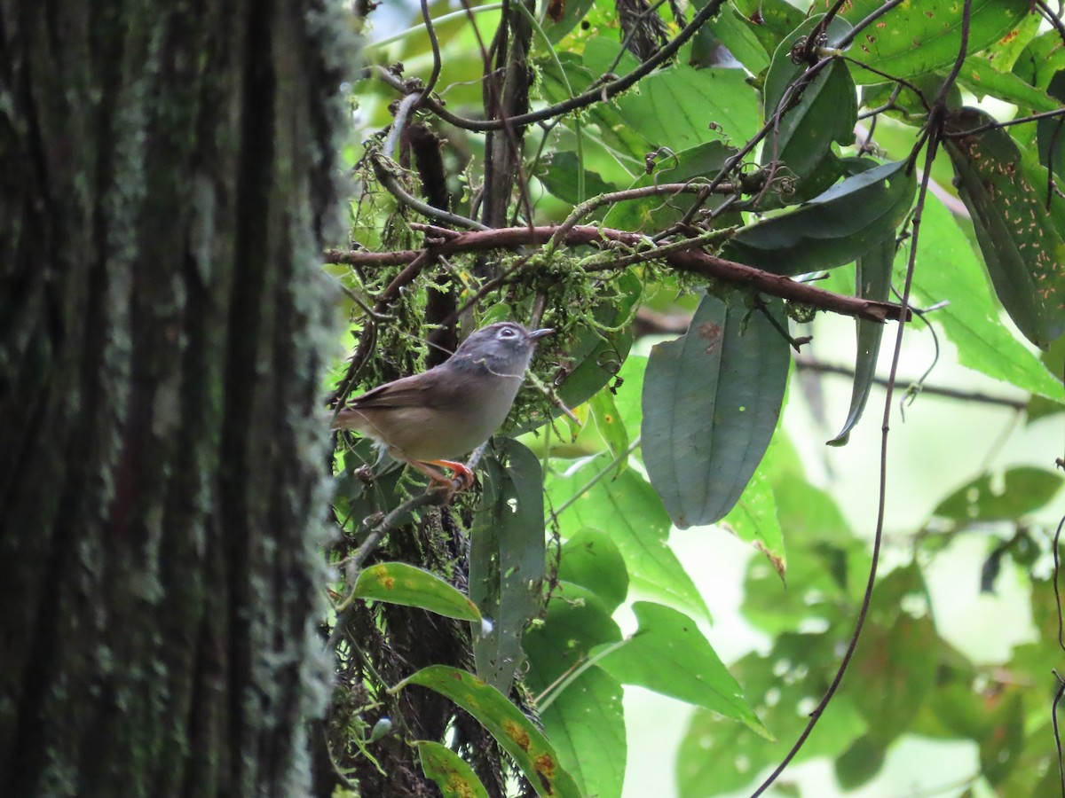 Morrison's Fulvetta - ML638841823