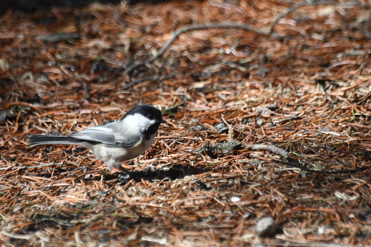 Black-capped Chickadee - ML638841851