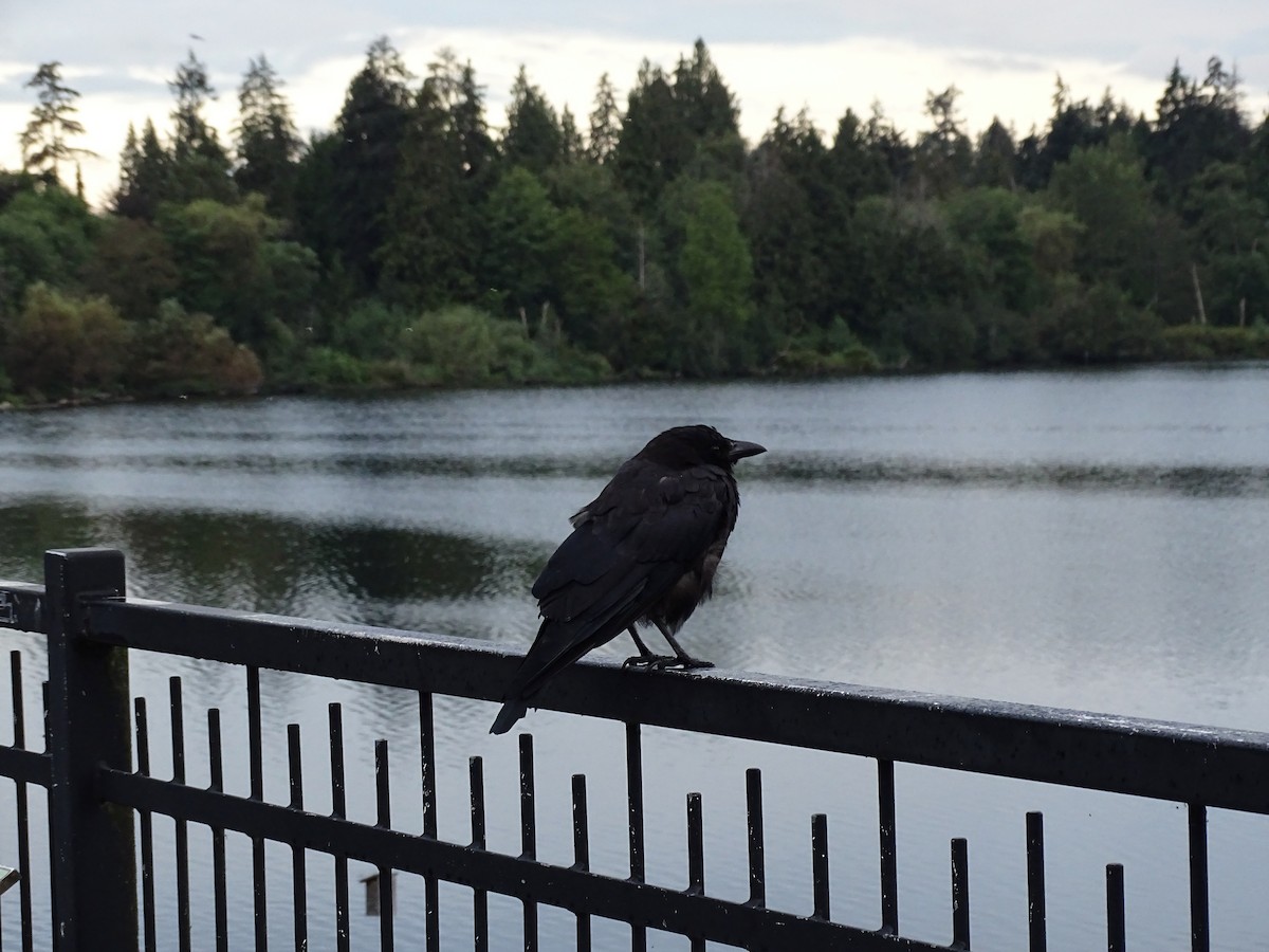 American Crow - ML638841900