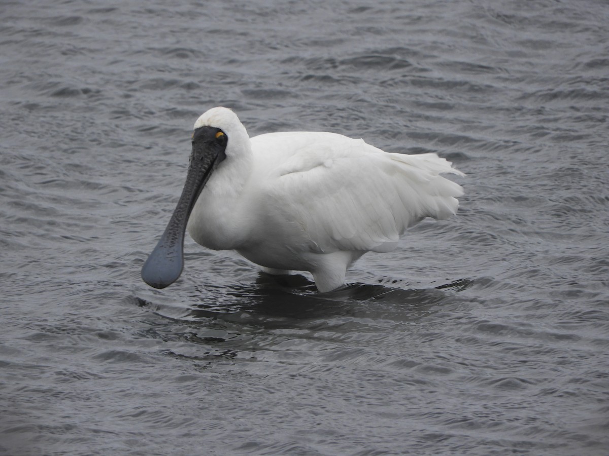 Royal Spoonbill - ML638841909