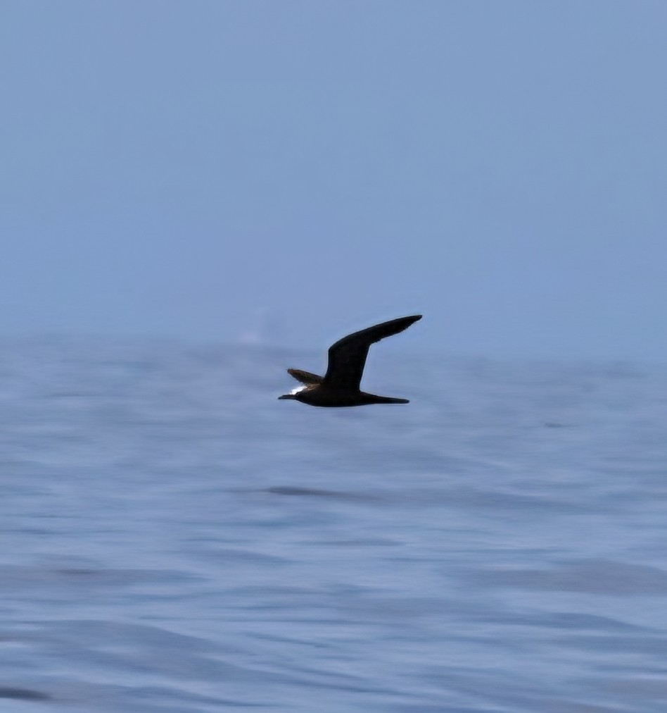 Brown Noddy - ML638841930