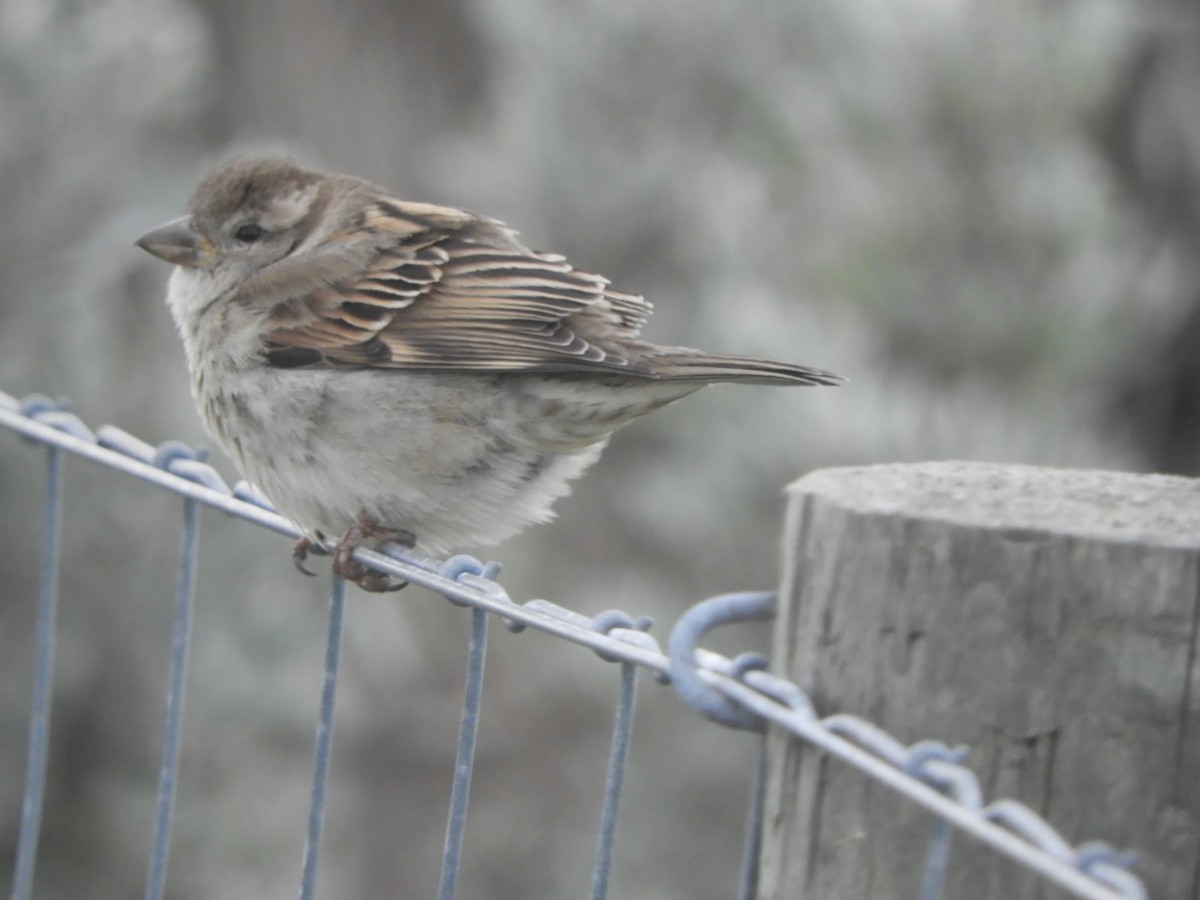 House Sparrow - ML638841985
