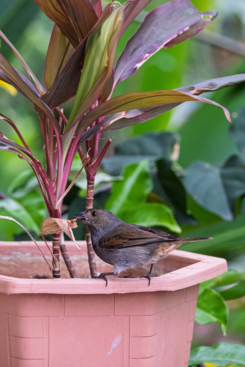 Lesser Antillean Bullfinch - ML638841988