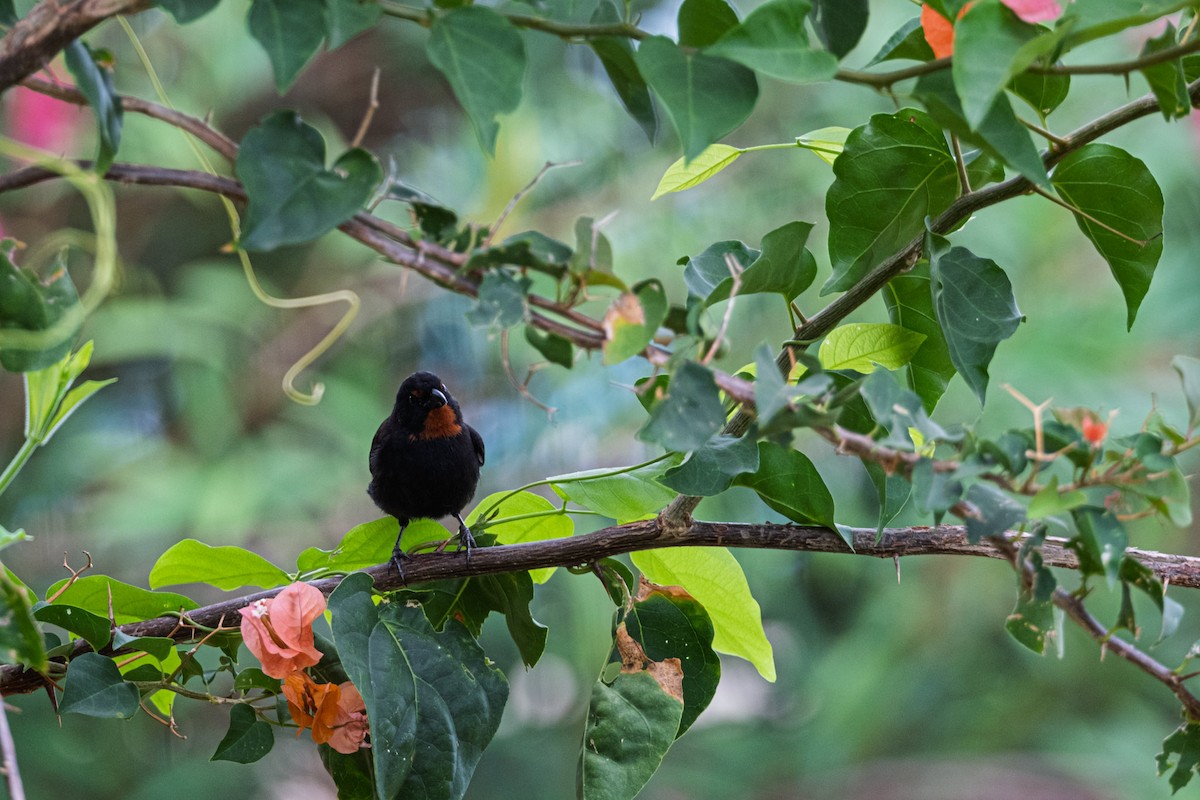 Lesser Antillean Bullfinch - ML638841989