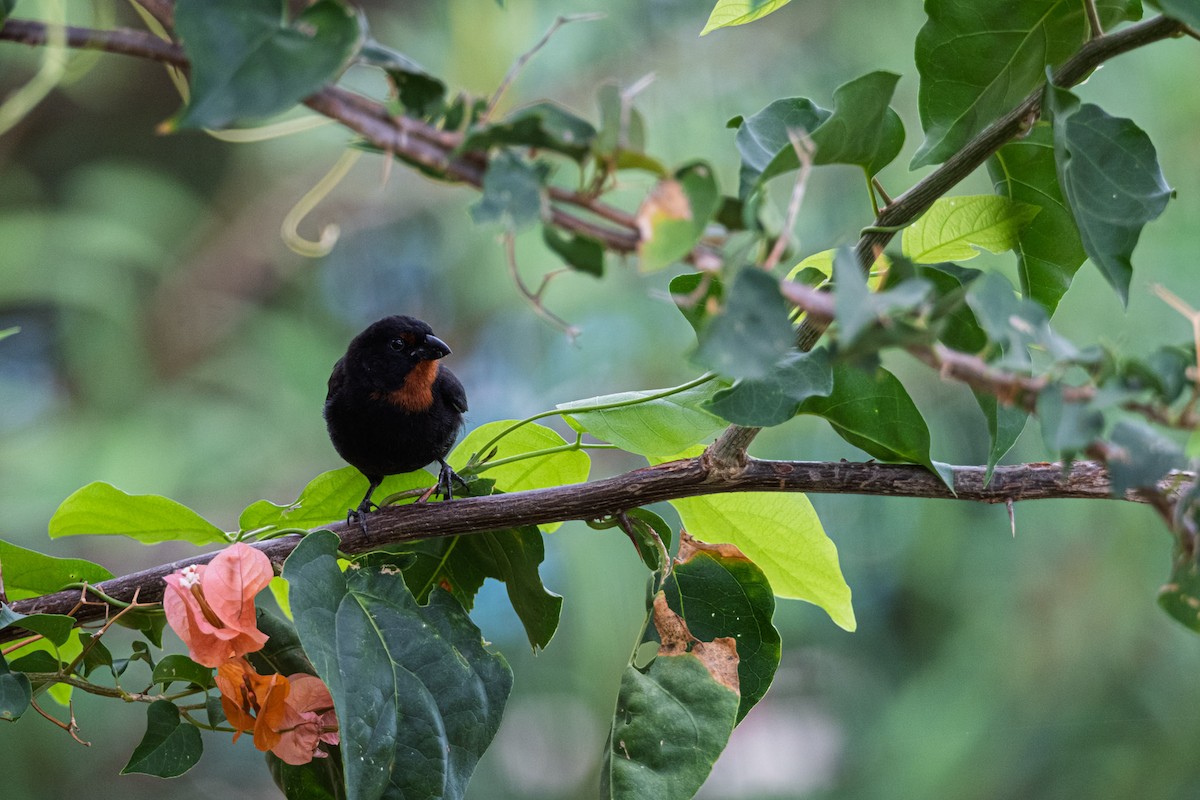 Lesser Antillean Bullfinch - ML638841990