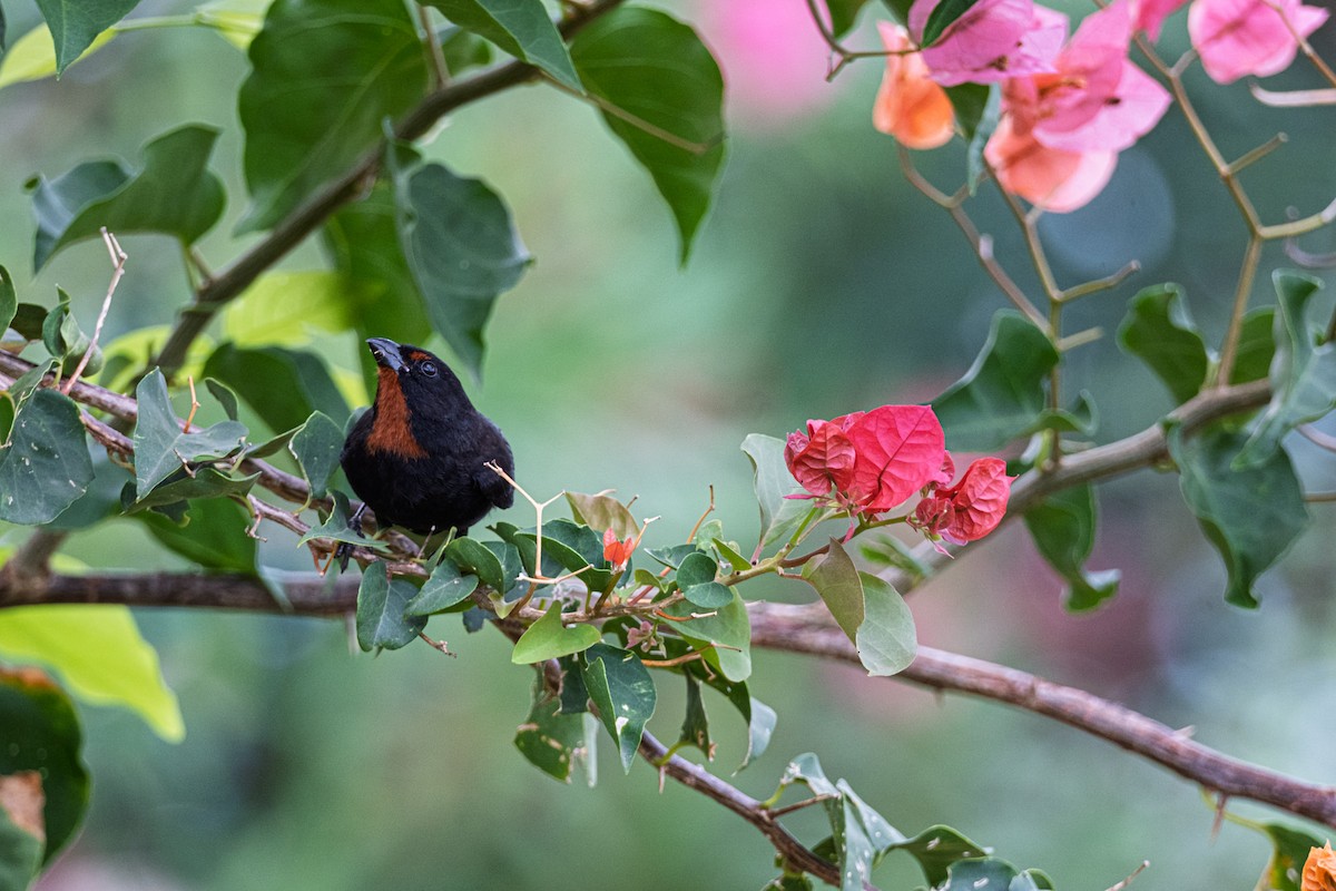 Lesser Antillean Bullfinch - ML638841991