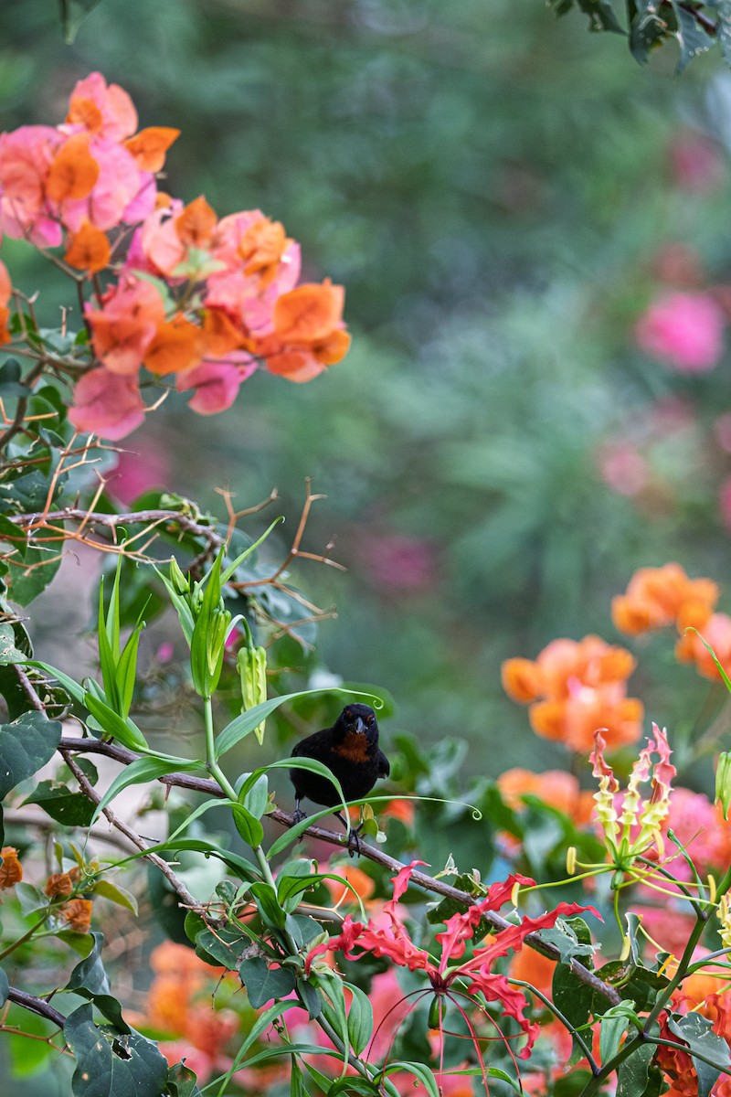 Lesser Antillean Bullfinch - ML638841992