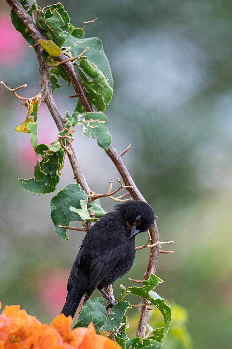 Lesser Antillean Bullfinch - ML638841993