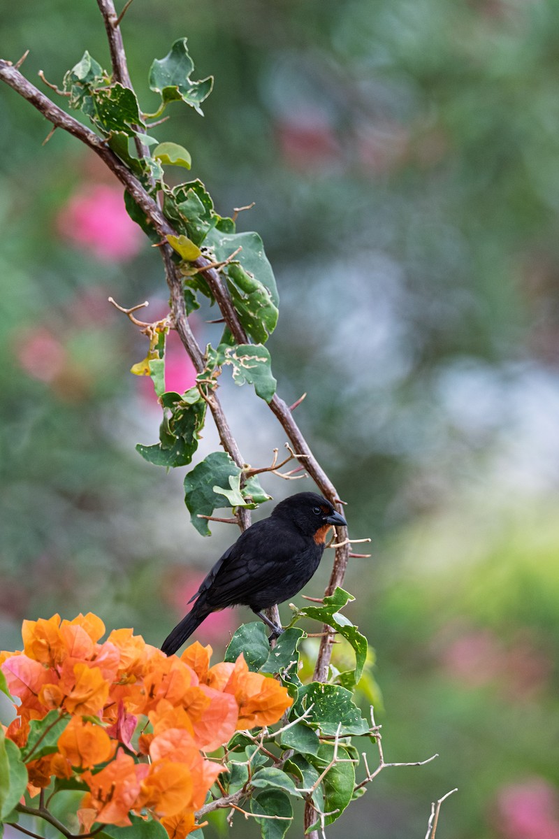 Lesser Antillean Bullfinch - ML638841998