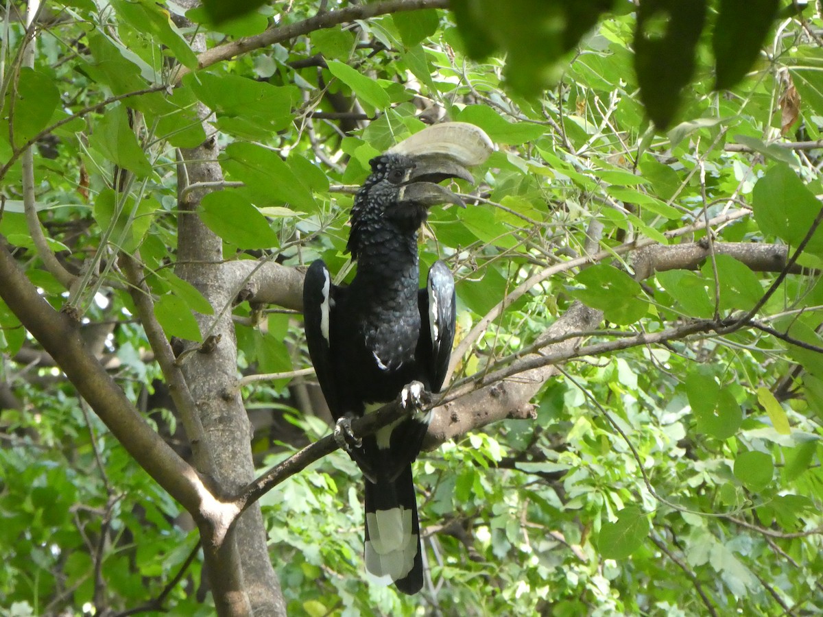 Silvery-cheeked Hornbill - ML638842026