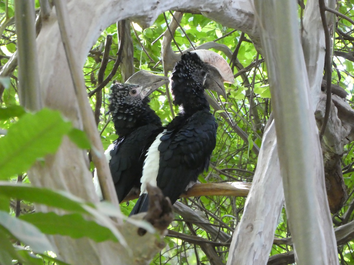 Silvery-cheeked Hornbill - ML638842027