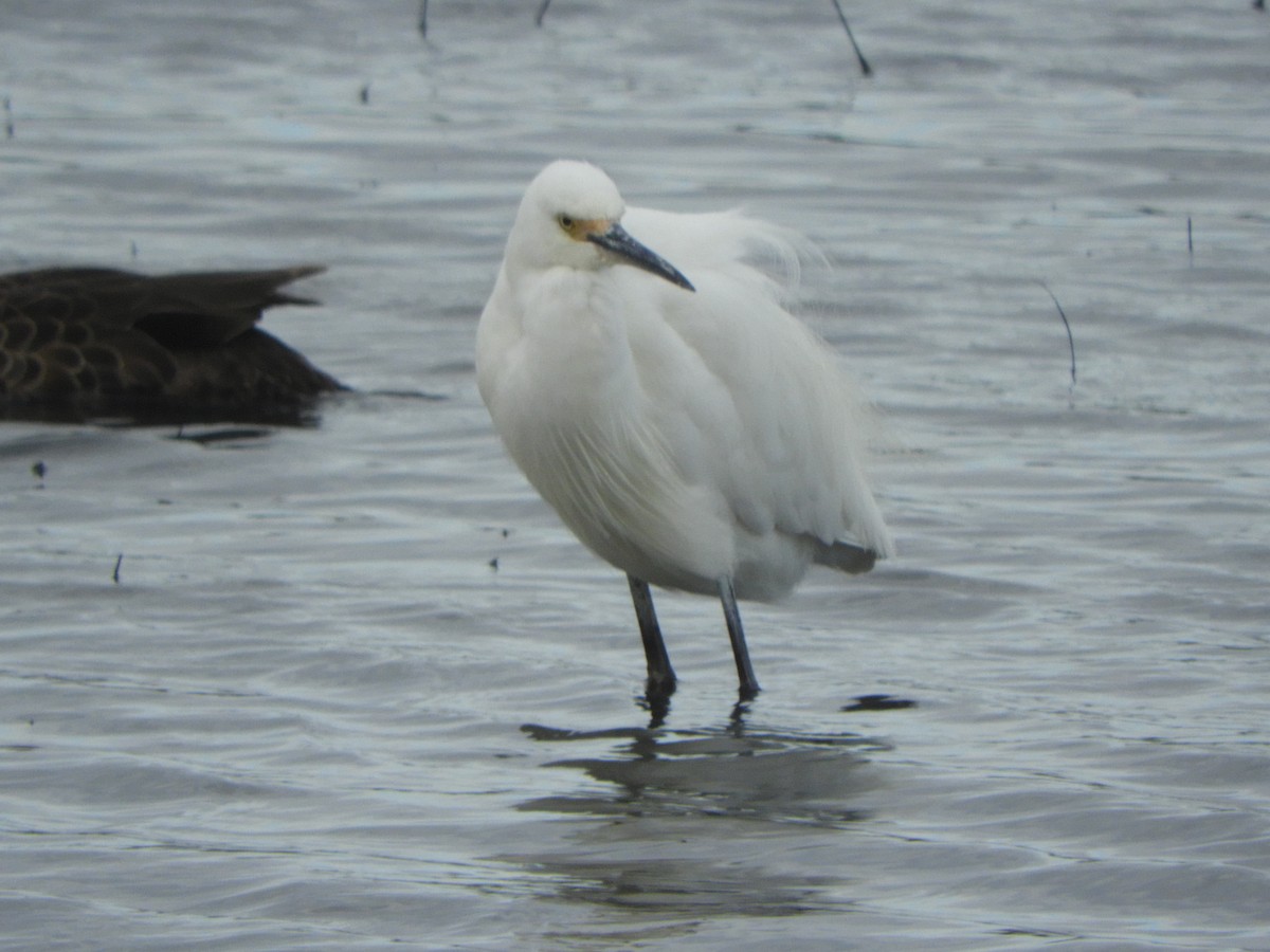 Little Egret - ML638842068