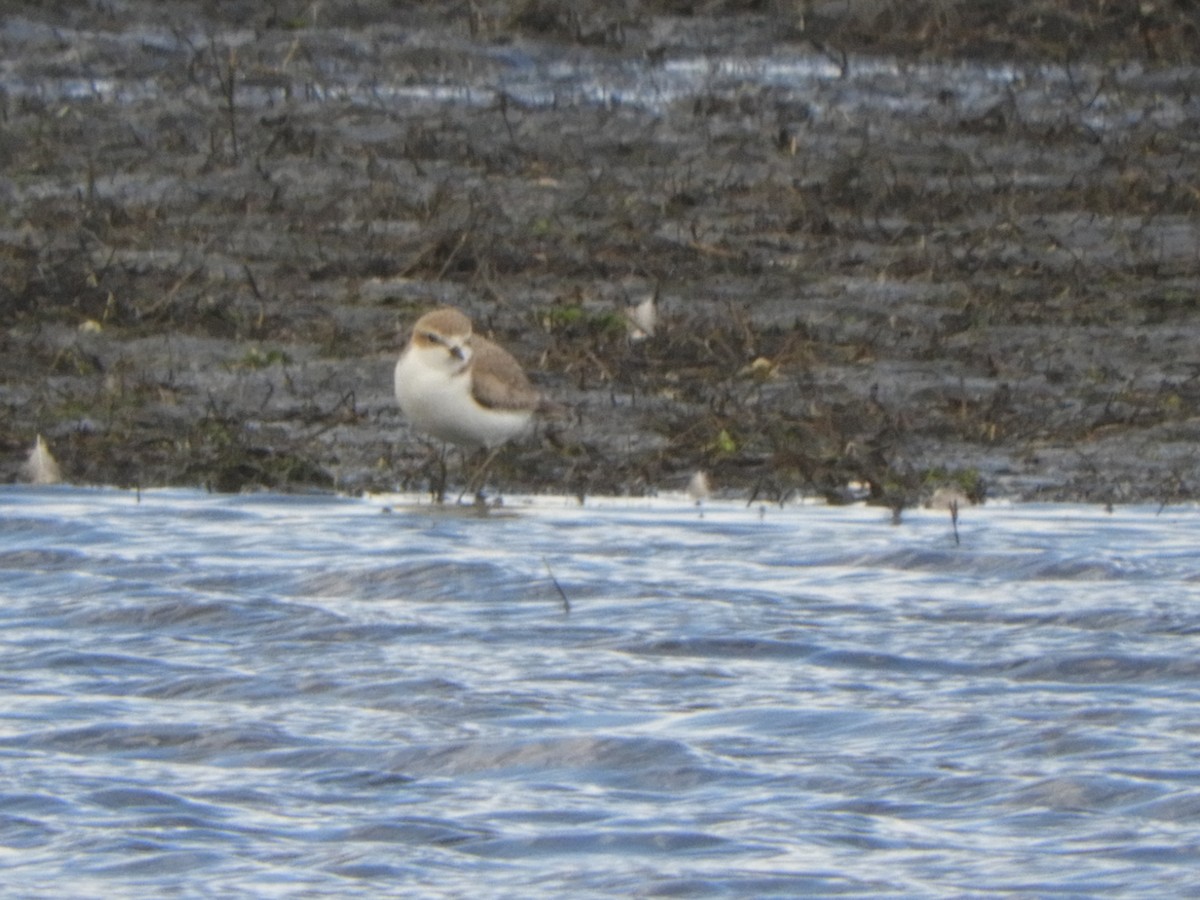 Red-capped Plover - ML638842114