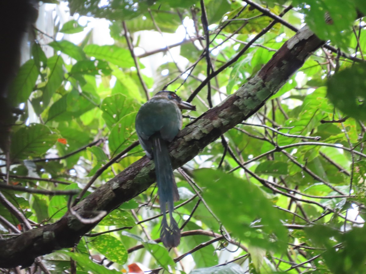 Amazonian Motmot - ML638842126