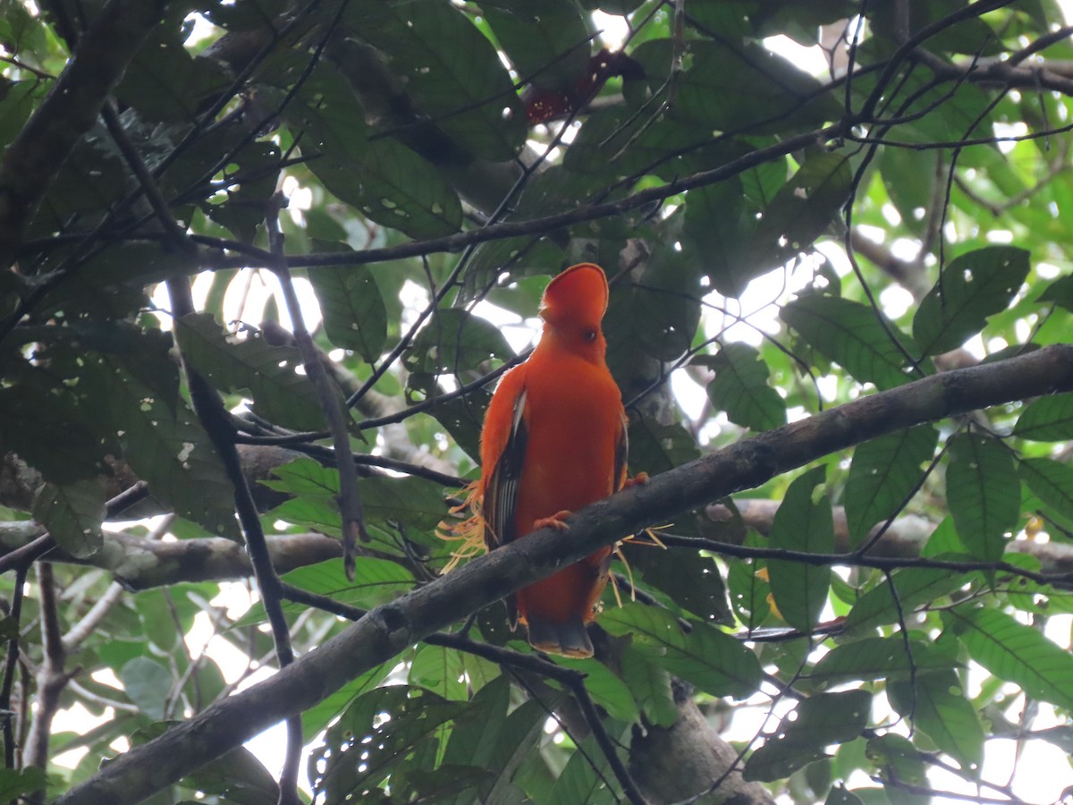 Guianan Cock-of-the-rock - ML638842137
