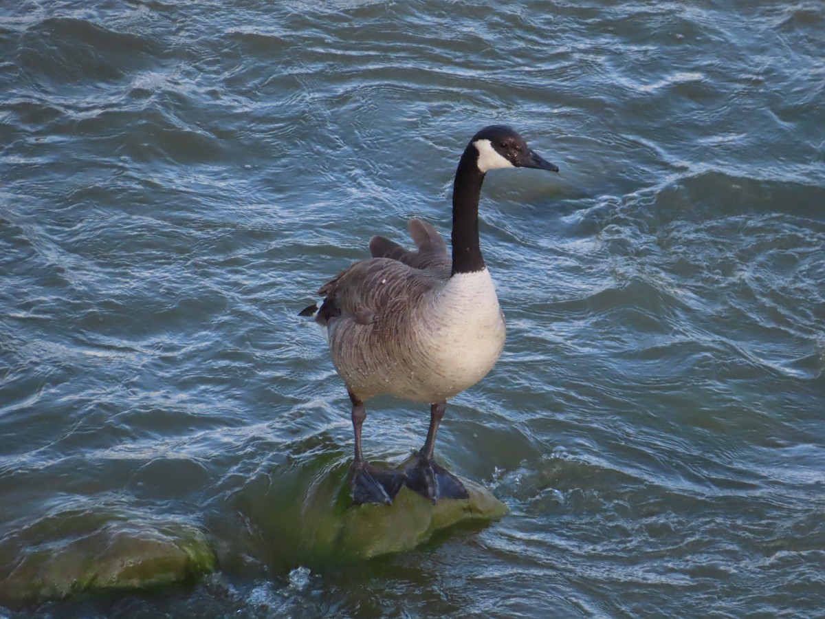 Canada Goose - ML638842177