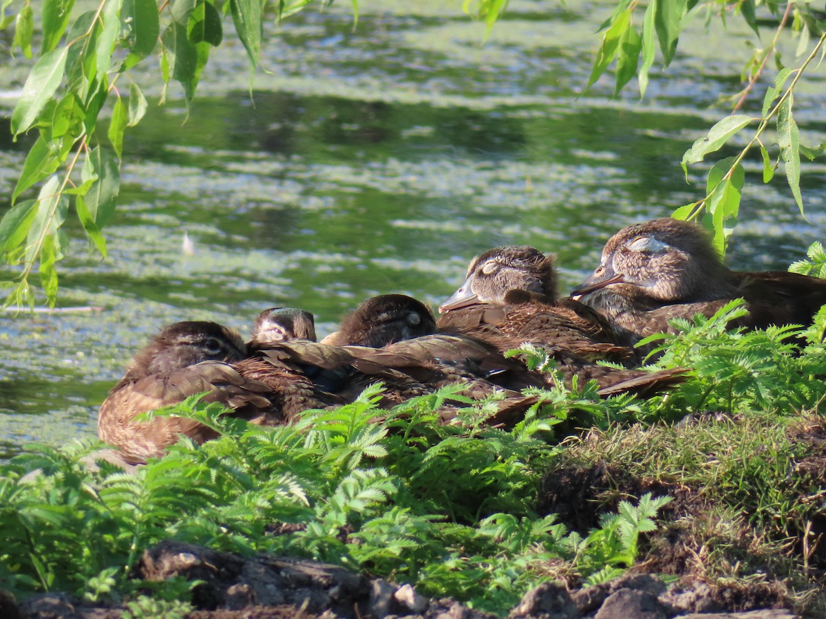 Wood Duck - ML638842178
