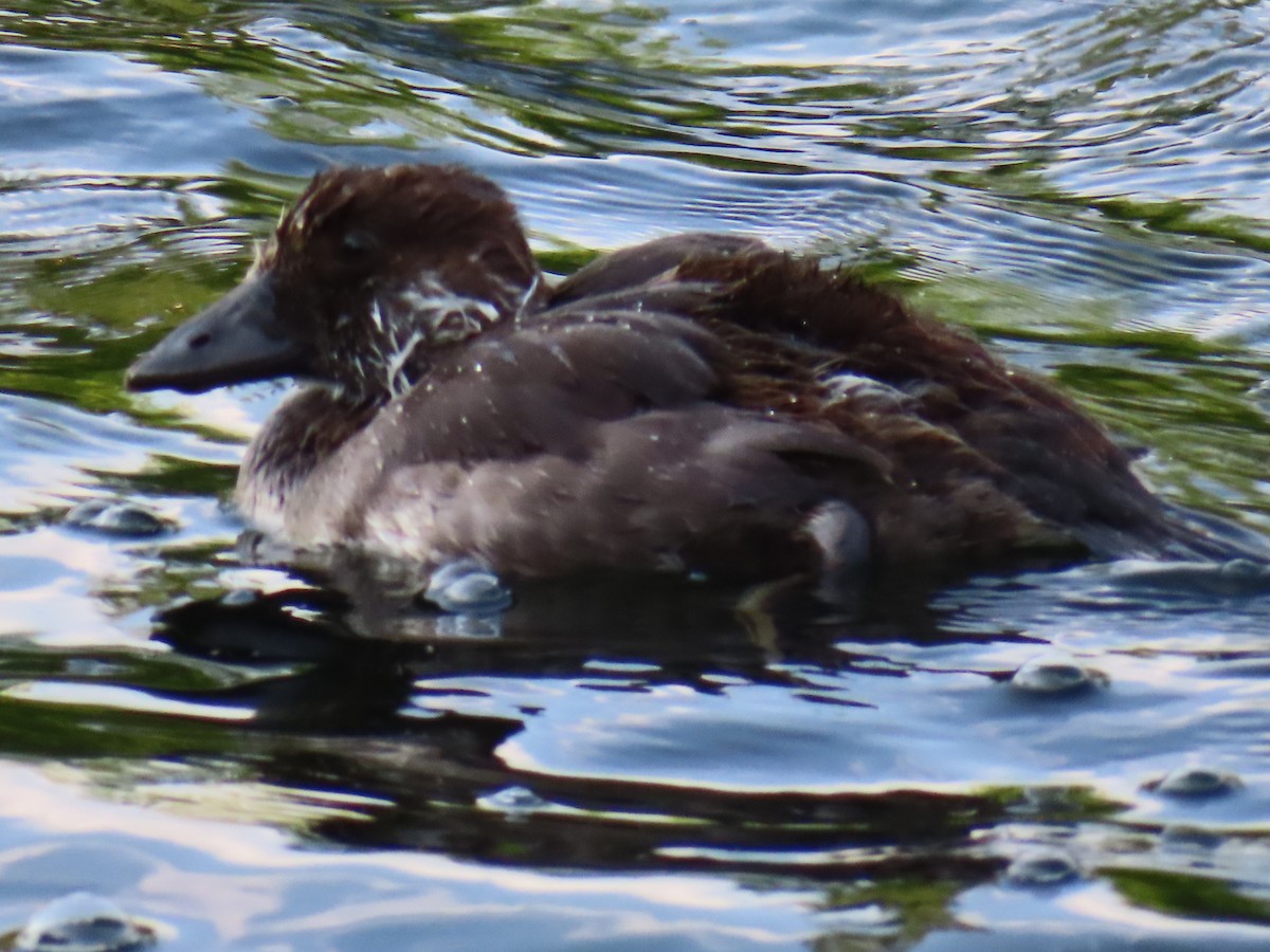 duck sp. - ML638842187