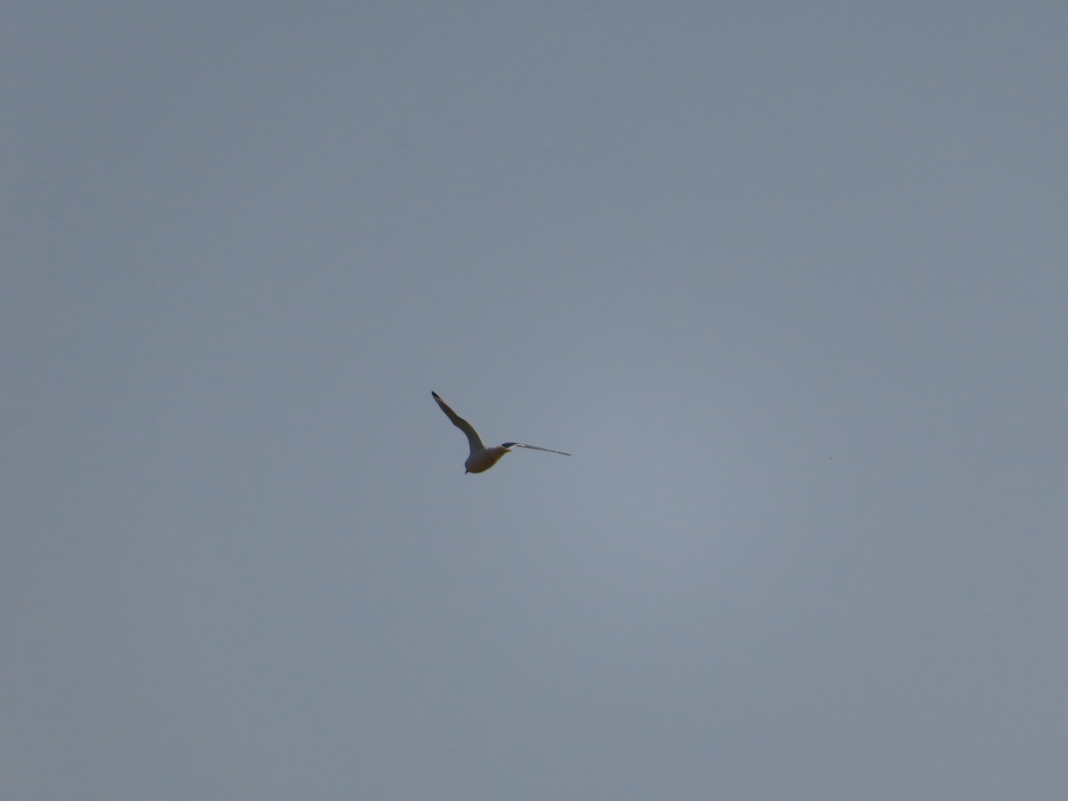 Franklin's Gull - ML638842191