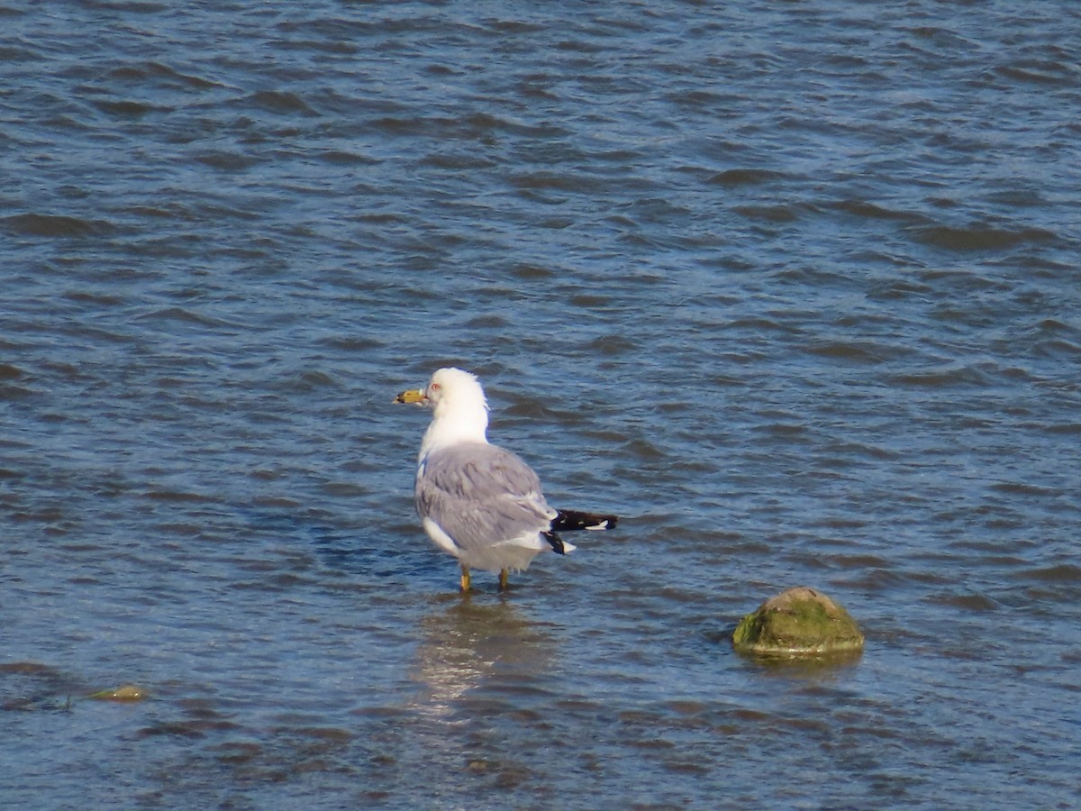 Ring-billed Gull - ML638842193