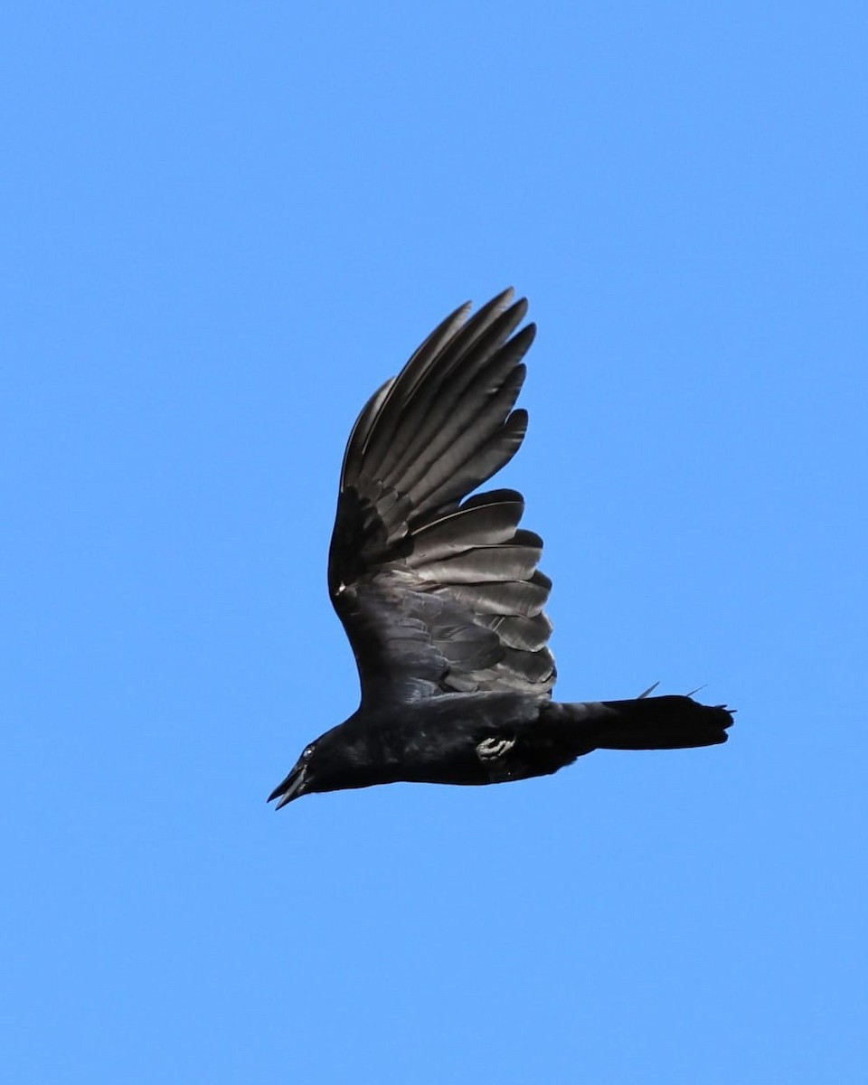 ウオガラス - ML638842194