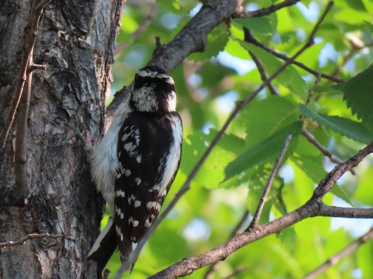 Downy Woodpecker - ML638842195