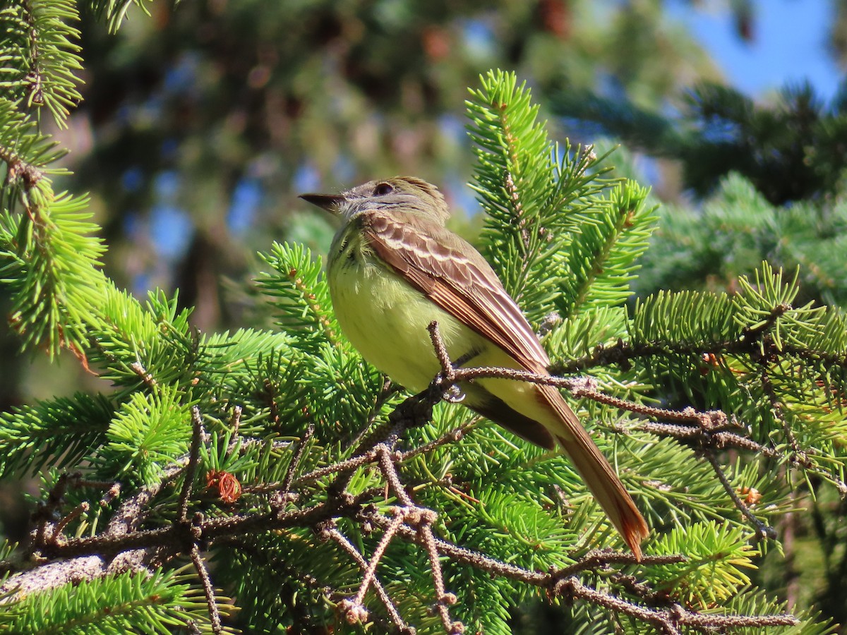 Great Crested Flycatcher - ML638842198