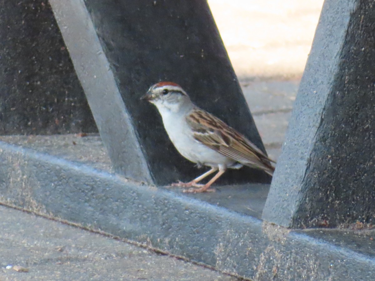 Chipping Sparrow - ML638842213