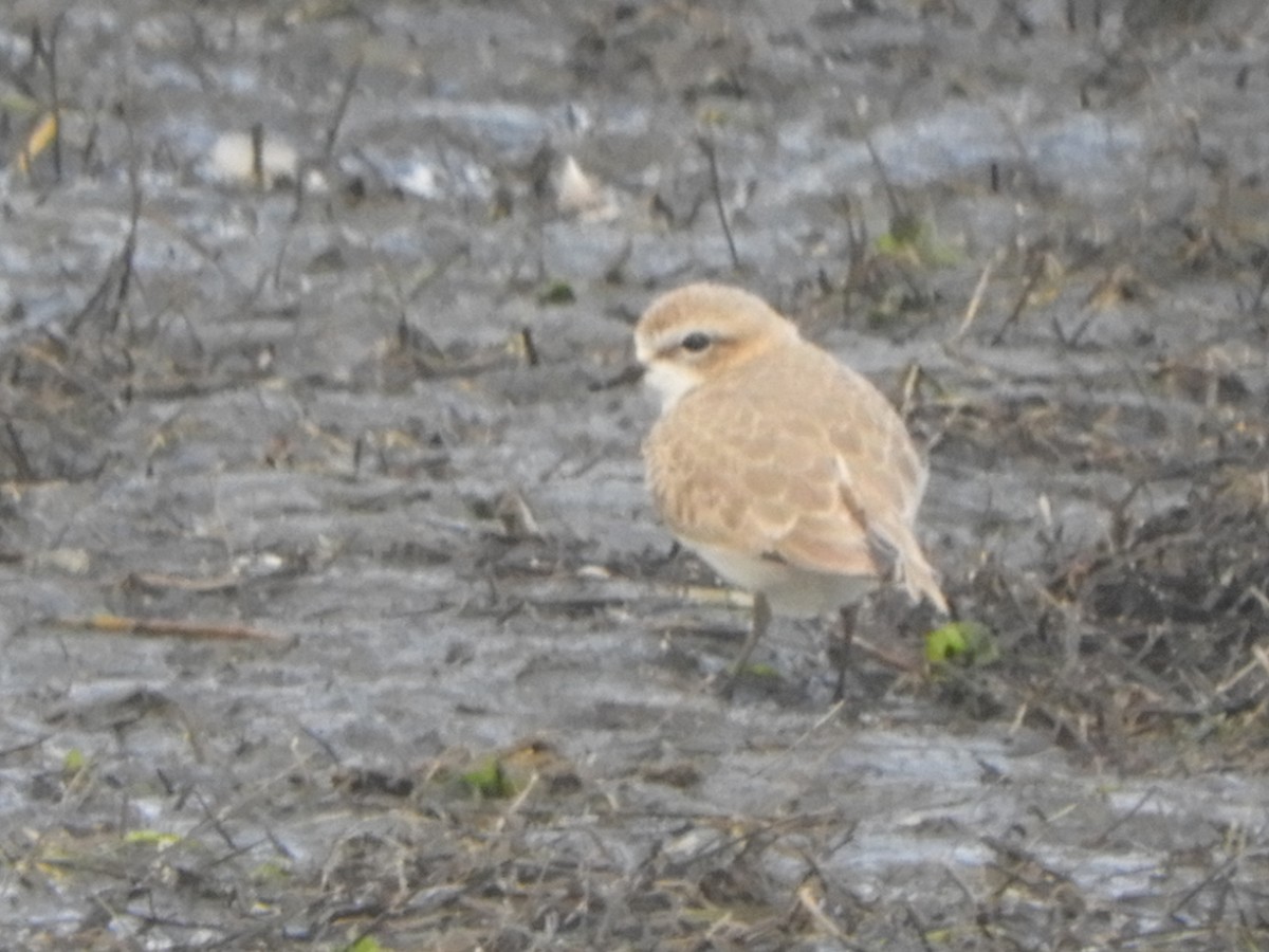 Red-capped Plover - ML638842234