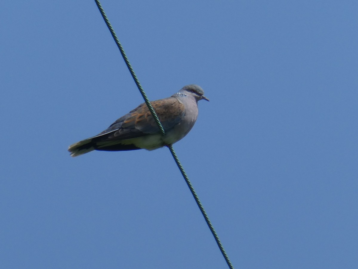 European Turtle-Dove - ML638842268