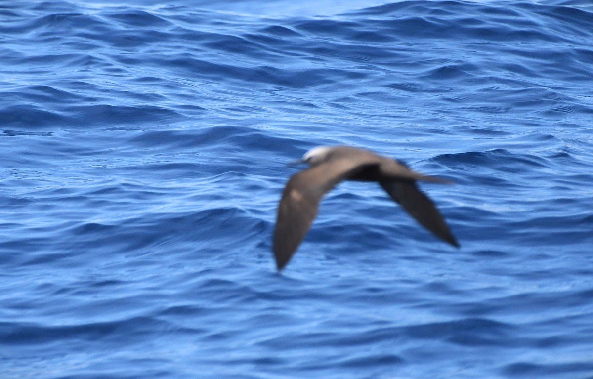 Brown Noddy - ML638842286