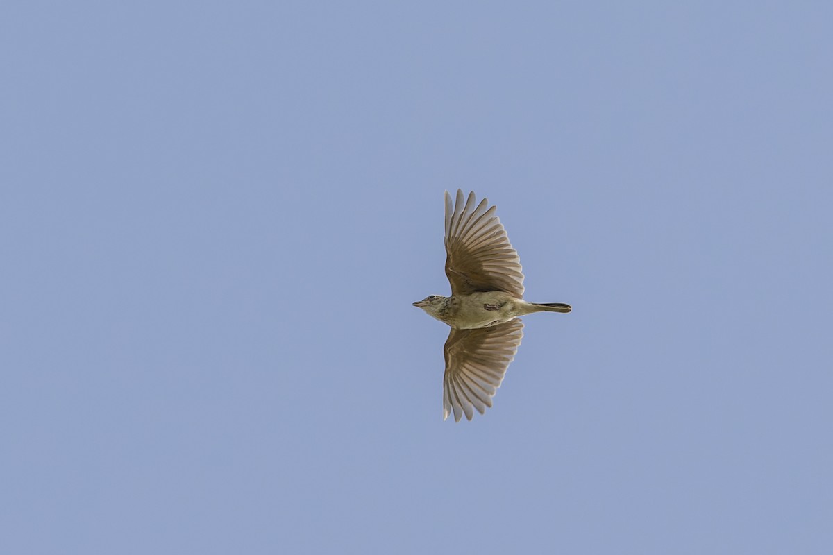 Singing Bushlark - ML638842294