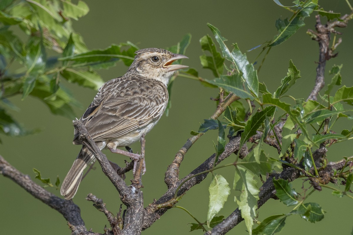 Singing Bushlark - ML638842295