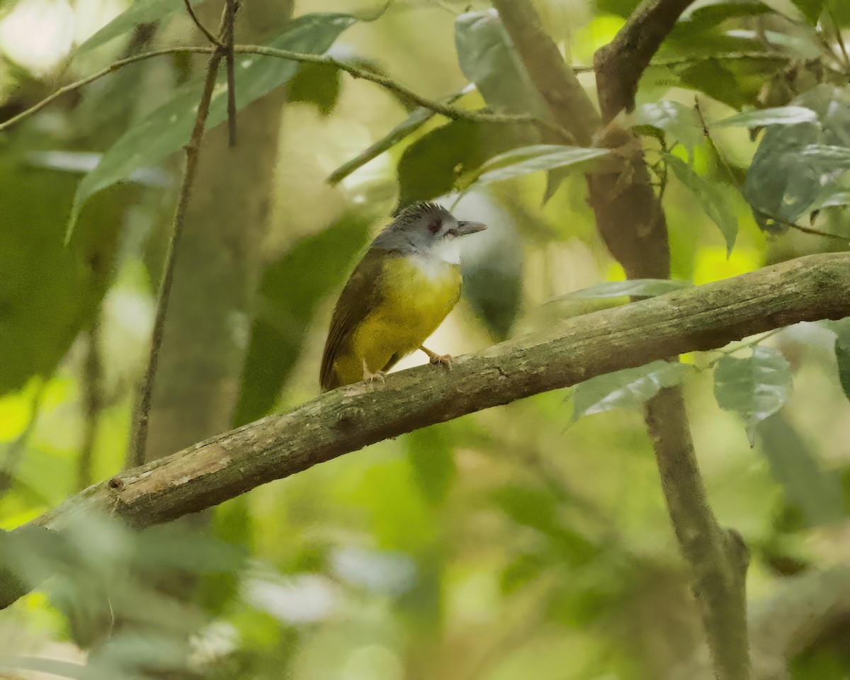 Yellow-bellied Bulbul - ML638842303