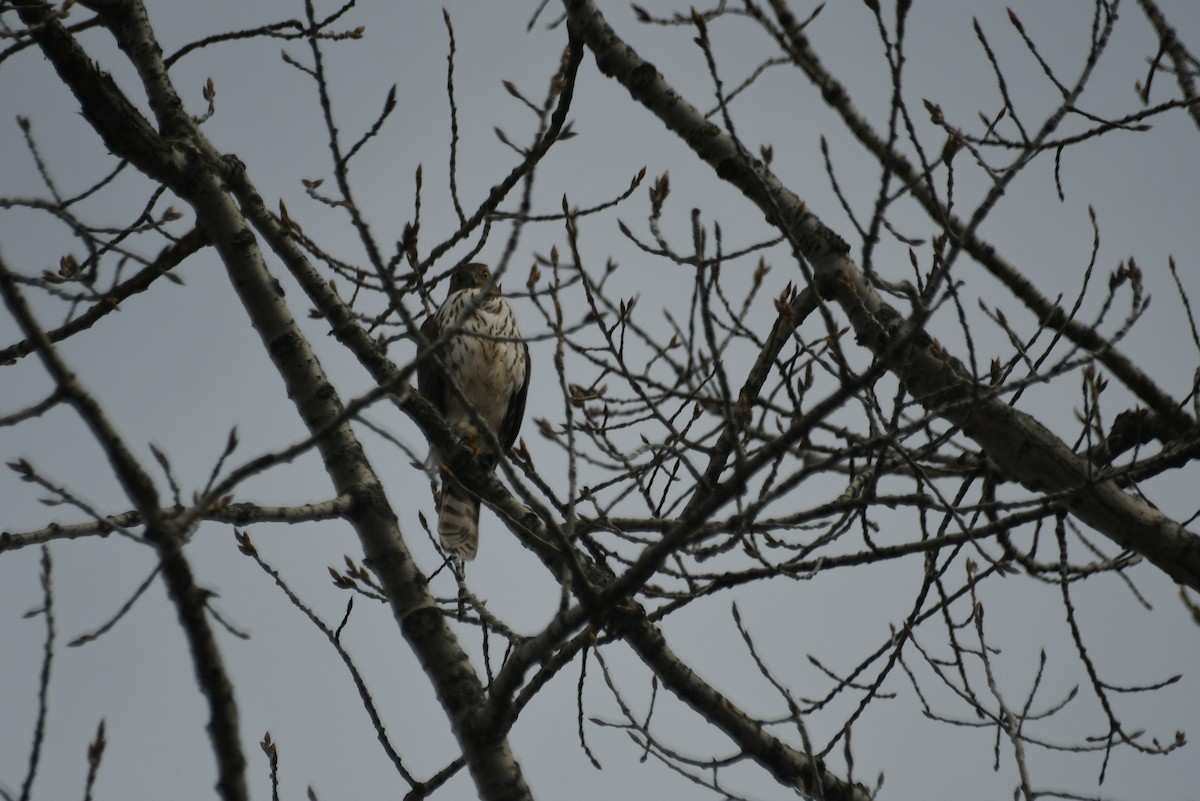 Cooper's Hawk - ML638842304