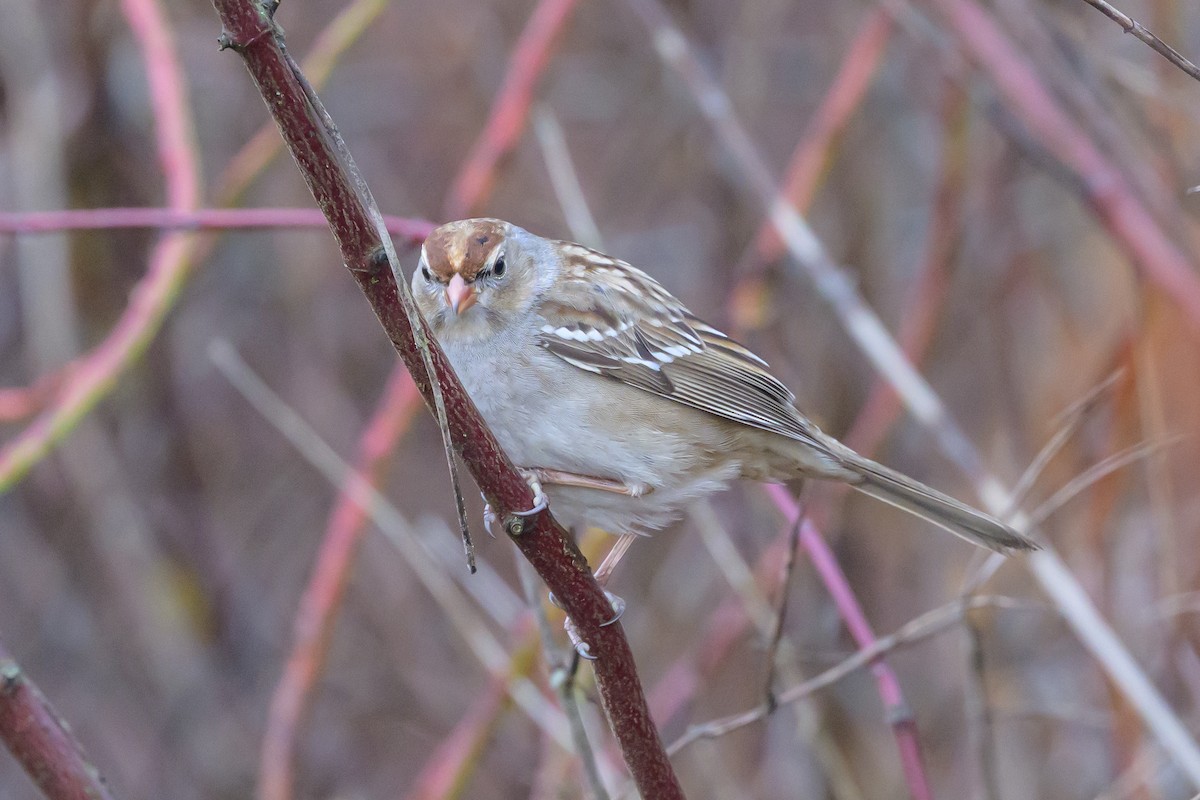 White-crowned Sparrow - ML638842319