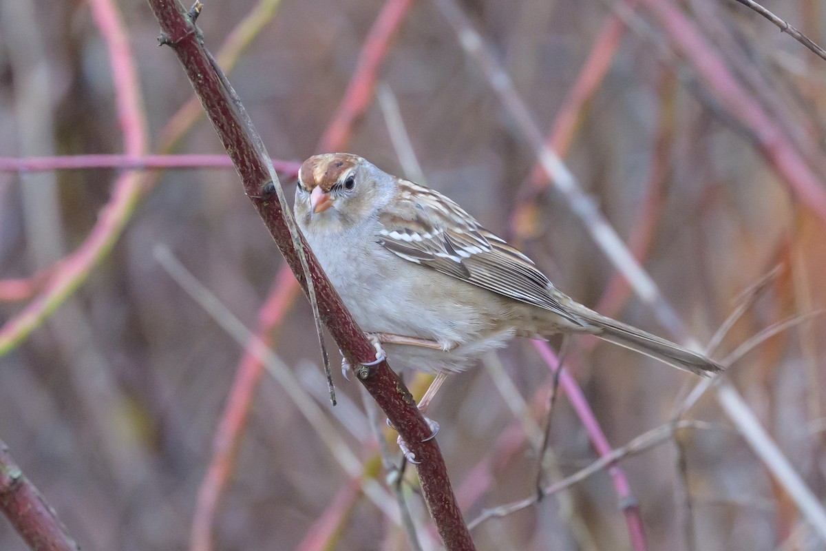 White-crowned Sparrow - ML638842320