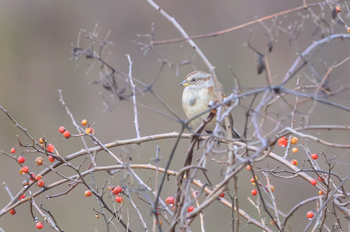 American Tree Sparrow - ML638842322