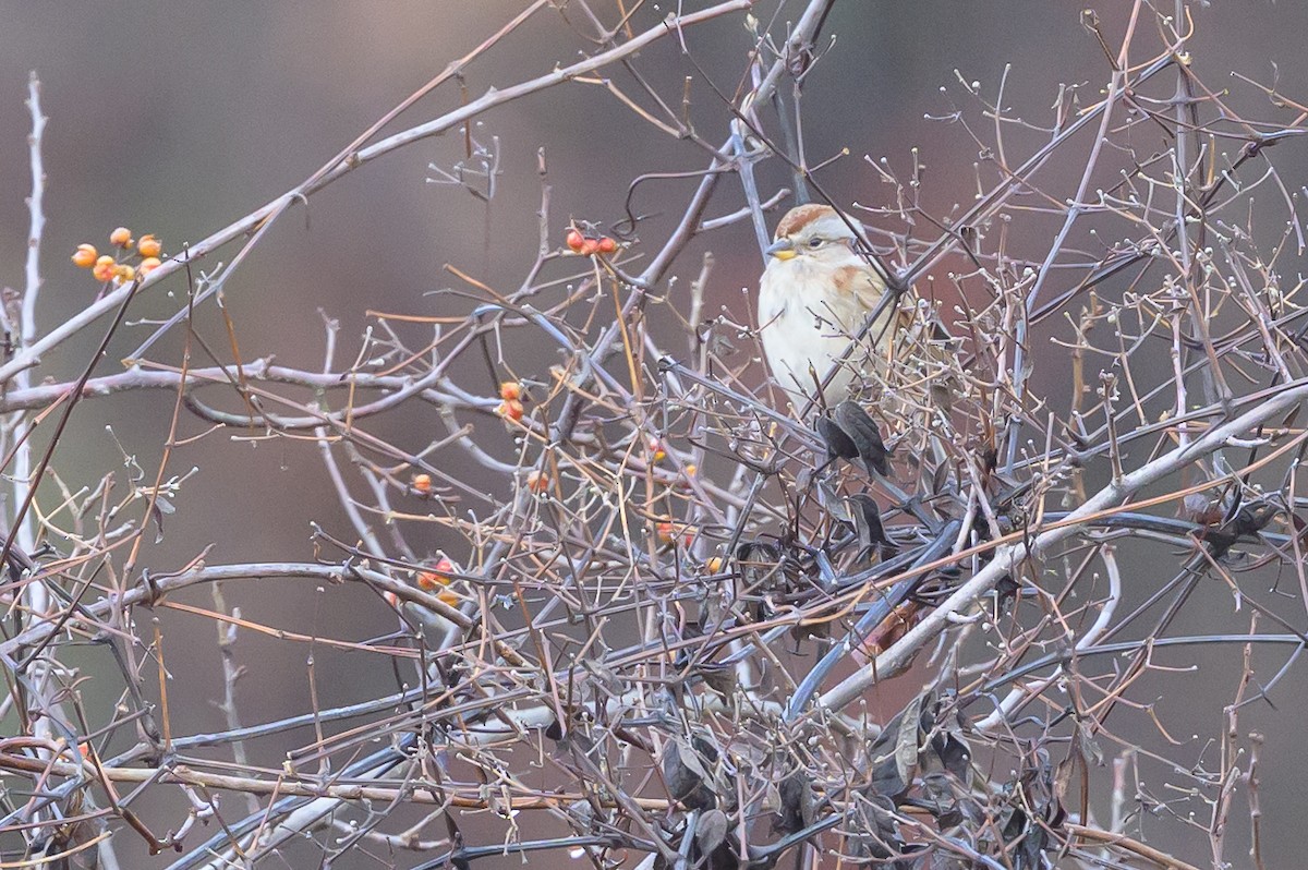 American Tree Sparrow - ML638842326