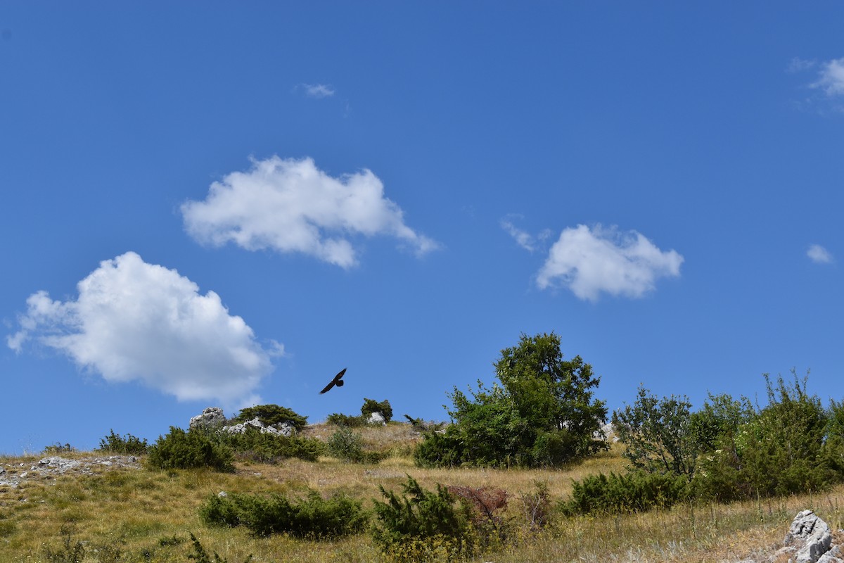 Bearded Vulture - ML638842331