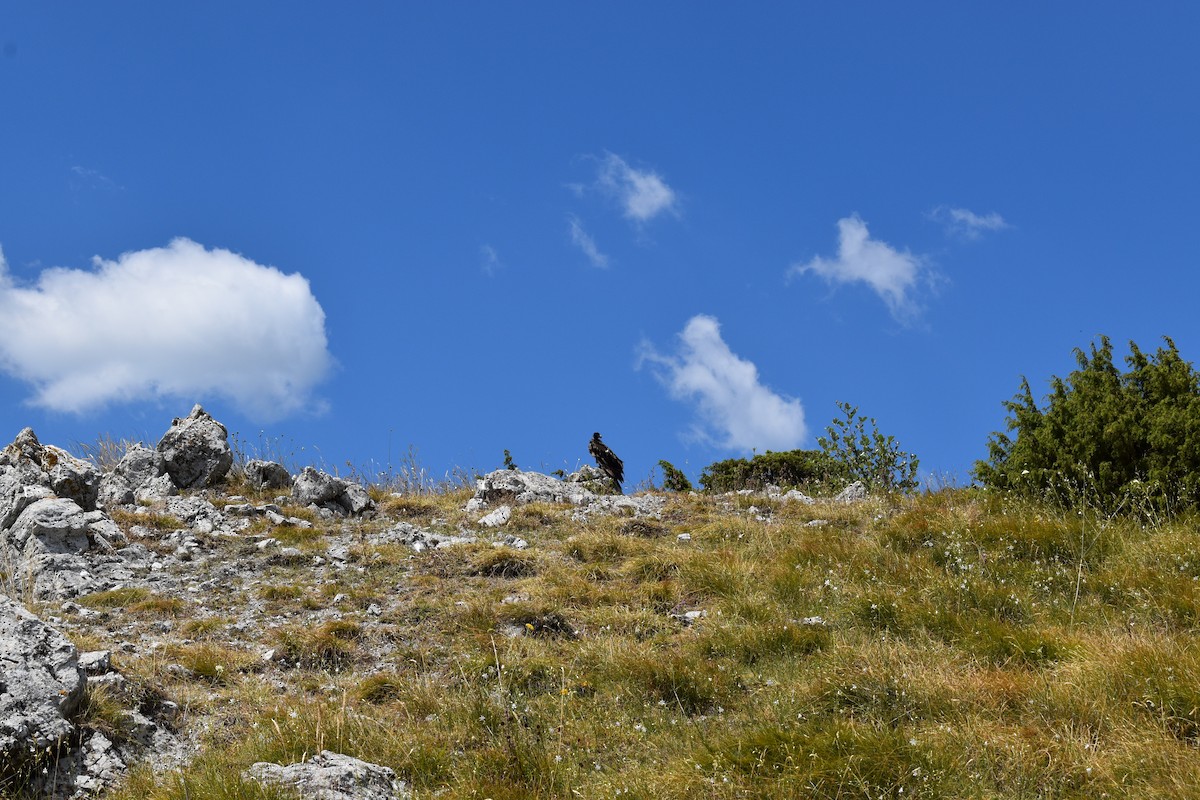 Bearded Vulture - ML638842332