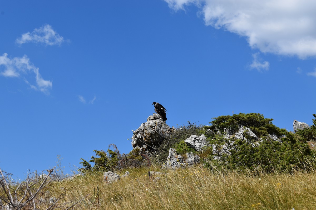 Bearded Vulture - ML638842333
