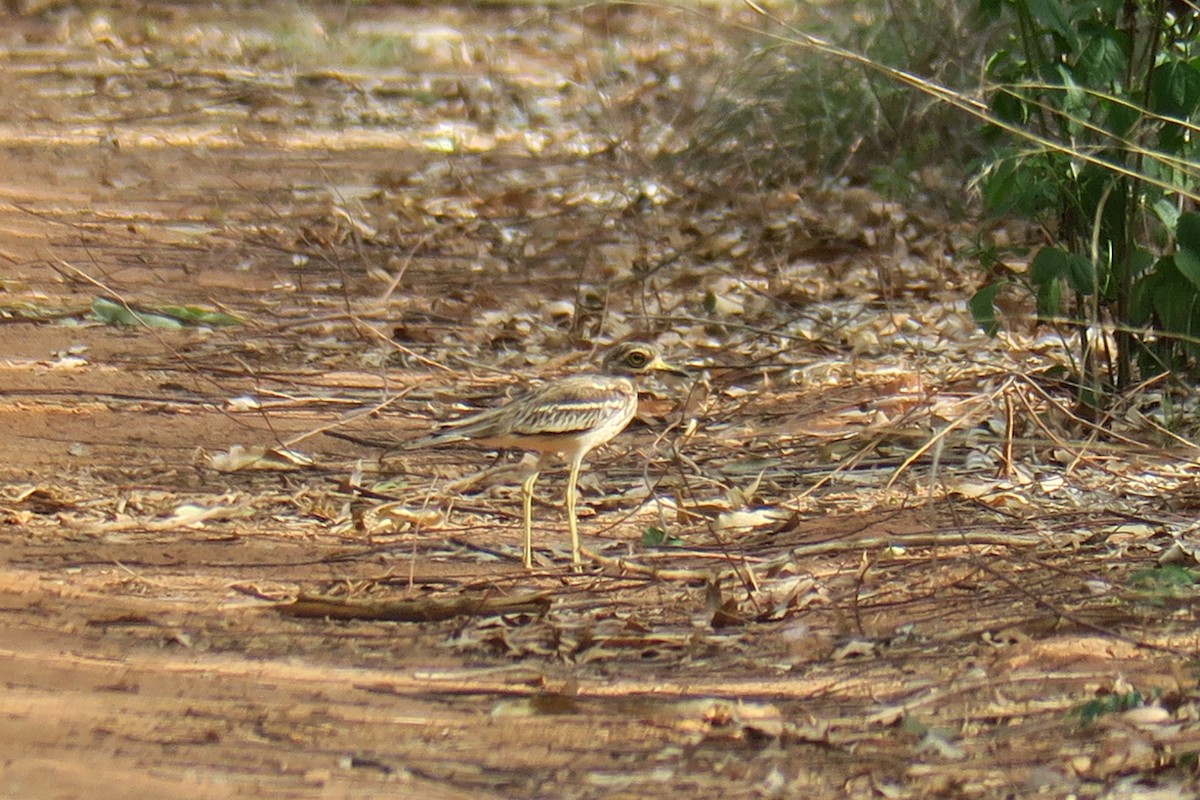 Indian Thick-knee - ML638842393