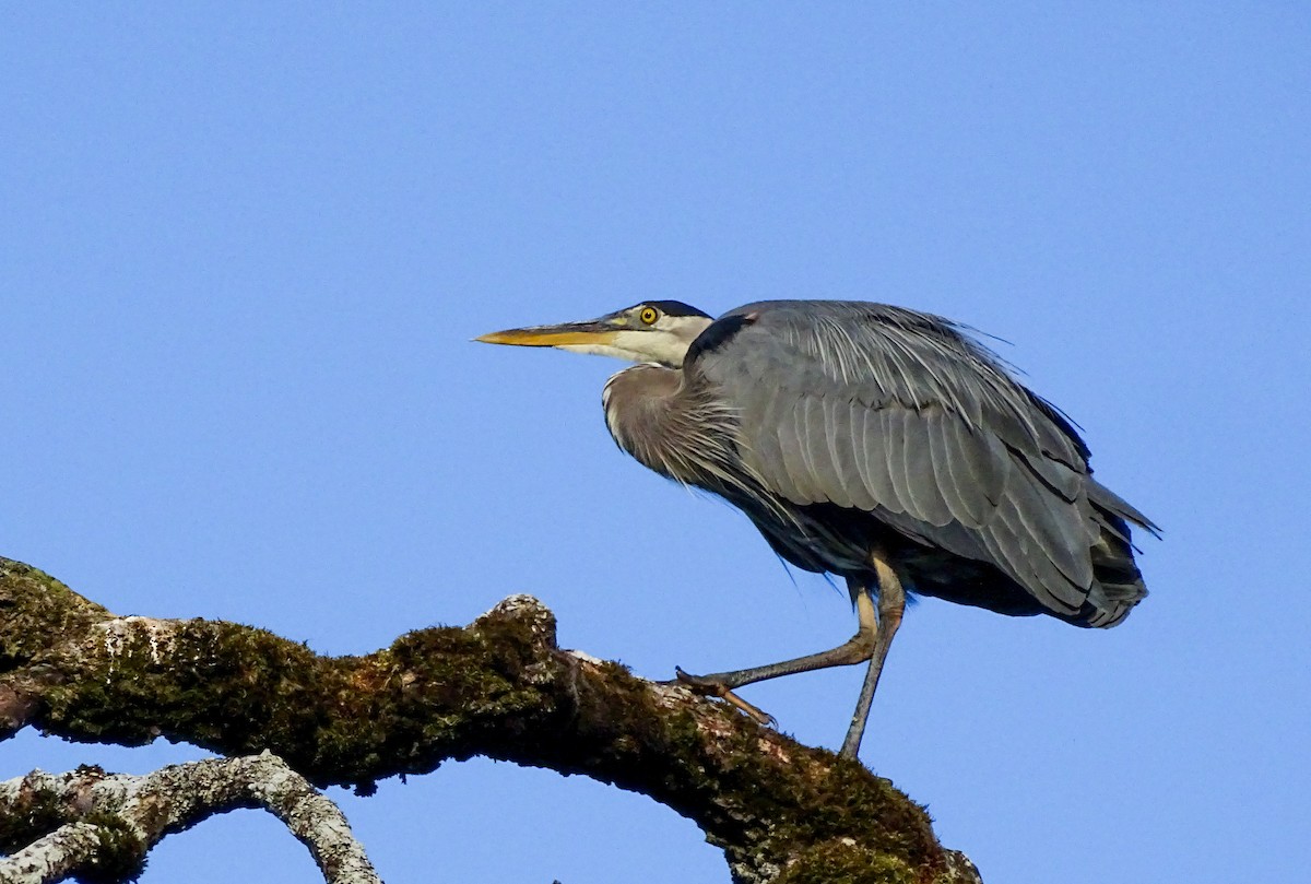 Great Blue Heron - ML638842411