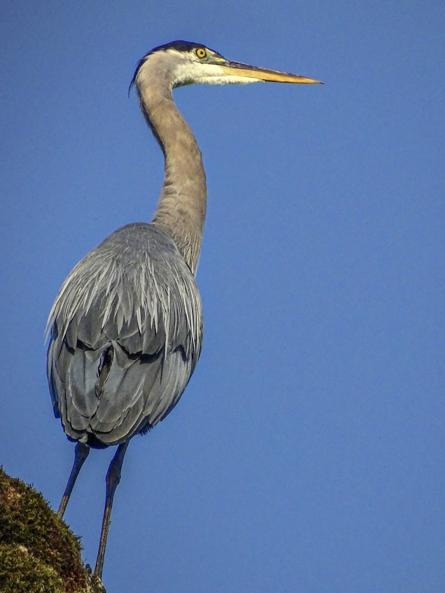 Great Blue Heron - ML638842412
