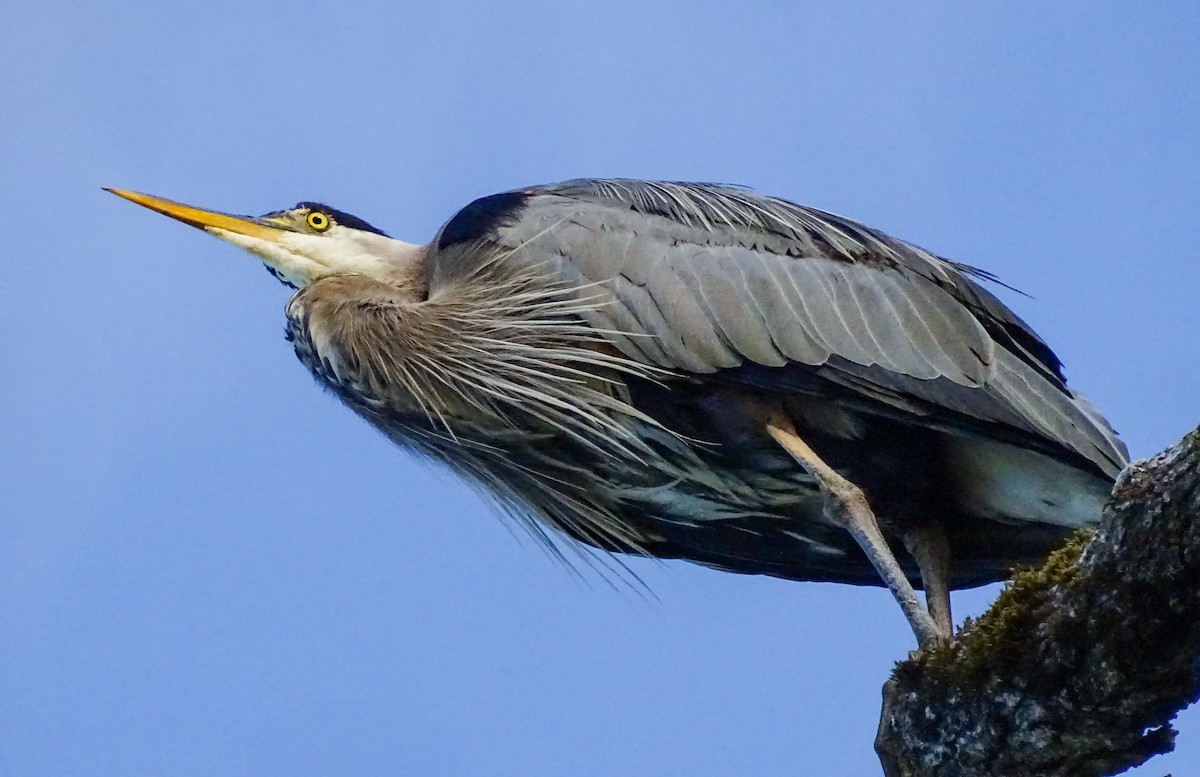 Great Blue Heron - ML638842413