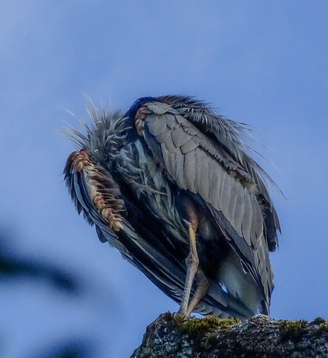 Great Blue Heron - ML638842414