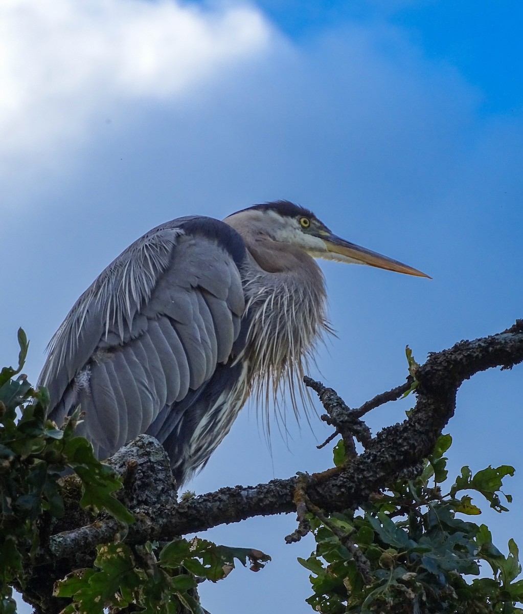 Great Blue Heron - ML638842417