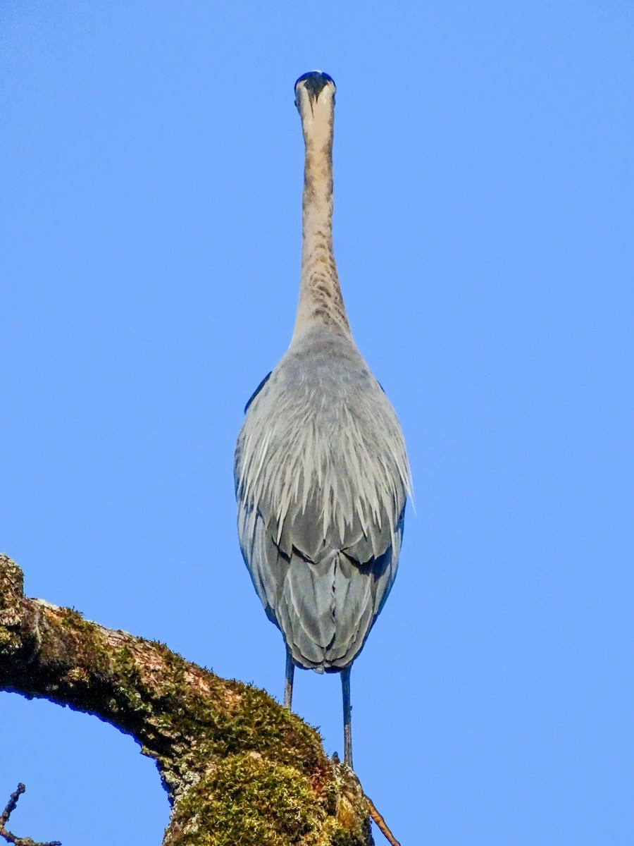 Great Blue Heron - ML638842418