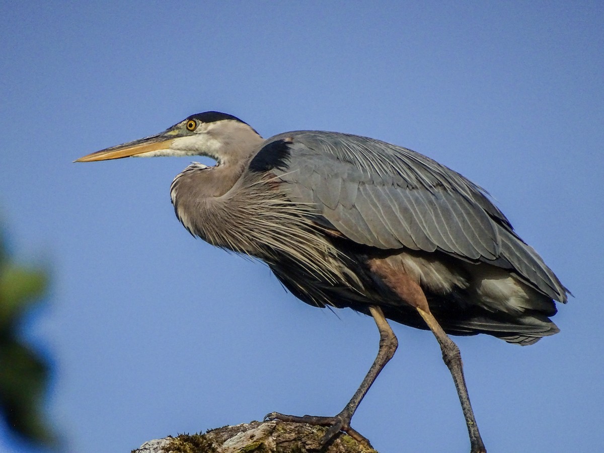 Great Blue Heron - ML638842419